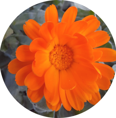 Devablume2