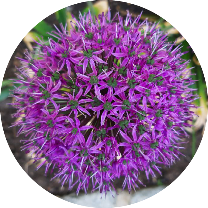 Devablume6